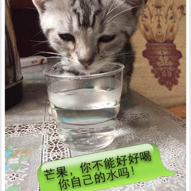 怎么做假陶森大学文凭毕业证